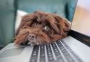 Télétravail et management : comment redéfinir l’équilibre